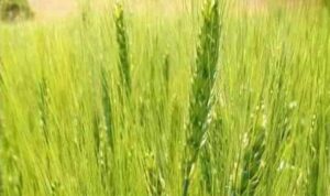 العراق-يُخطط-لزيادة-إنتاجه-من-القمح-60-بالمئة-هذا-العام-–-يلا-لايف